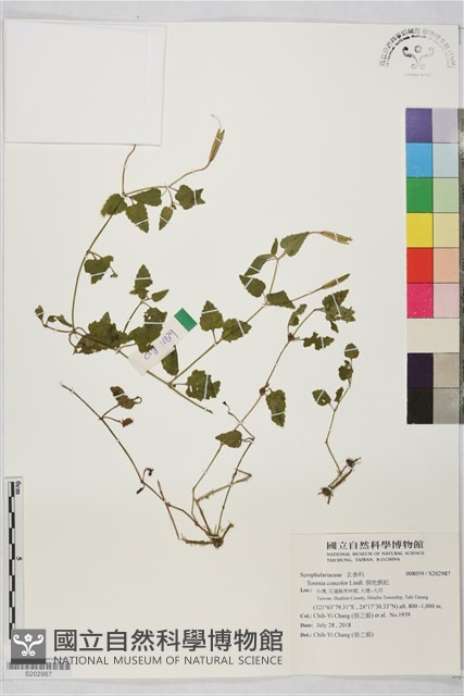 倒地蜈蚣藏品圖，第1張