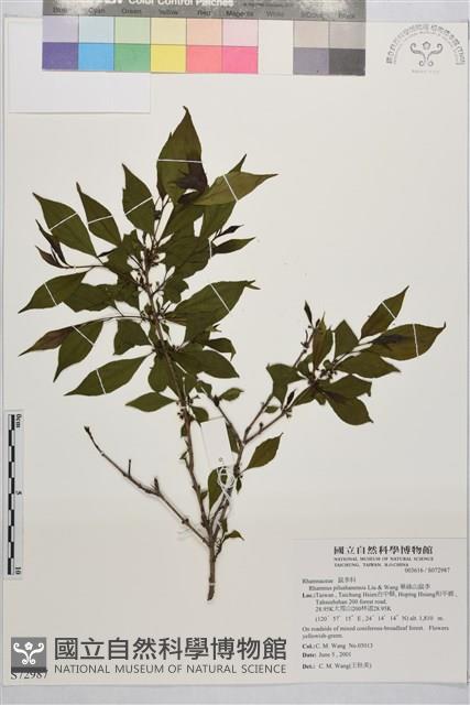 畢祿山鼠李藏品圖，第1張