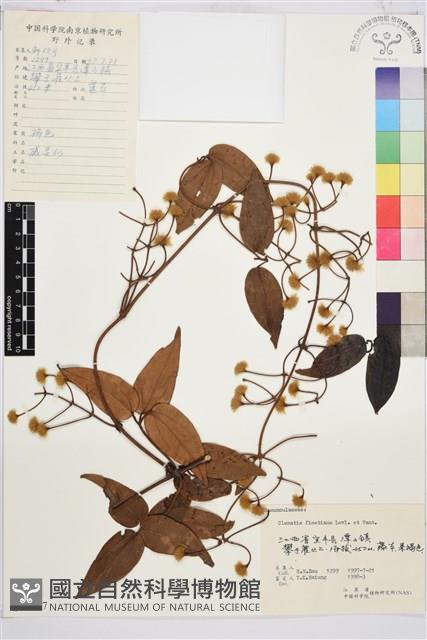 山木通藏品圖，第1張