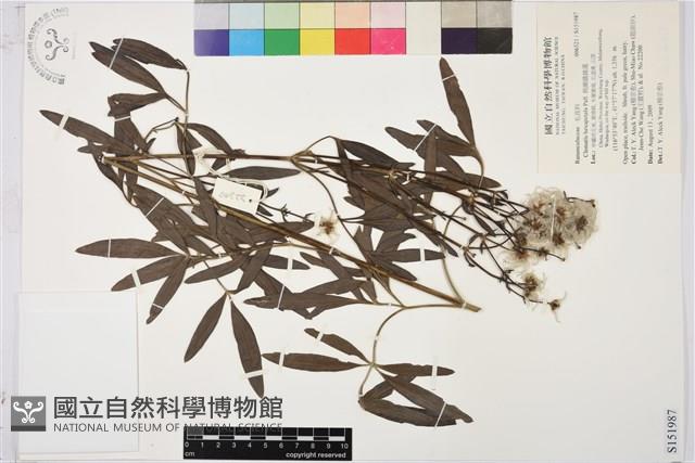 棉團鐵線蓮藏品圖，第1張