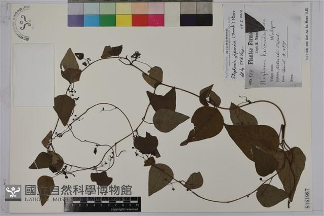 千金藤、金線吊烏龜藏品圖，第1張