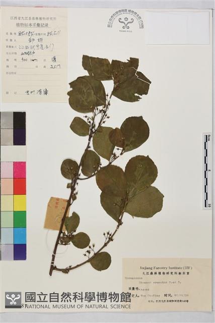 鈍齒鼠李藏品圖，第1張