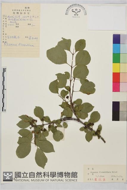 金鋼鼠李藏品圖，第1張