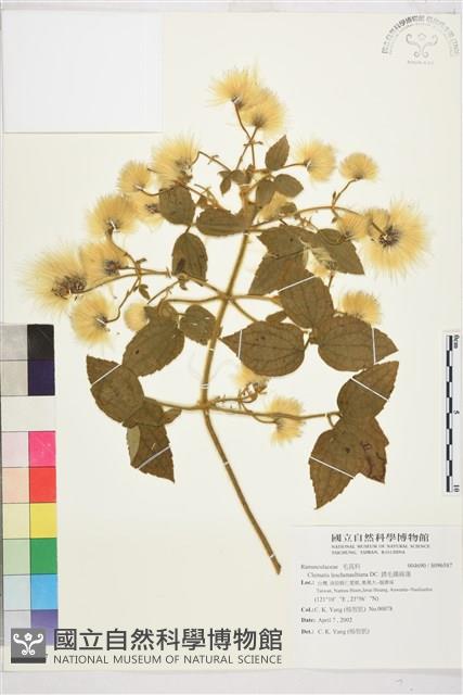 銹毛鐵線蓮藏品圖，第1張