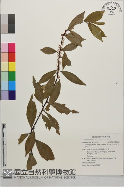 山桂花, 杜莖山藏品圖，第1張