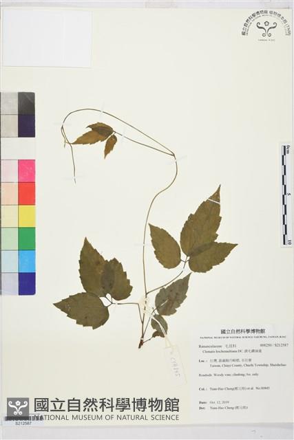 銹毛鐵線蓮藏品圖，第1張