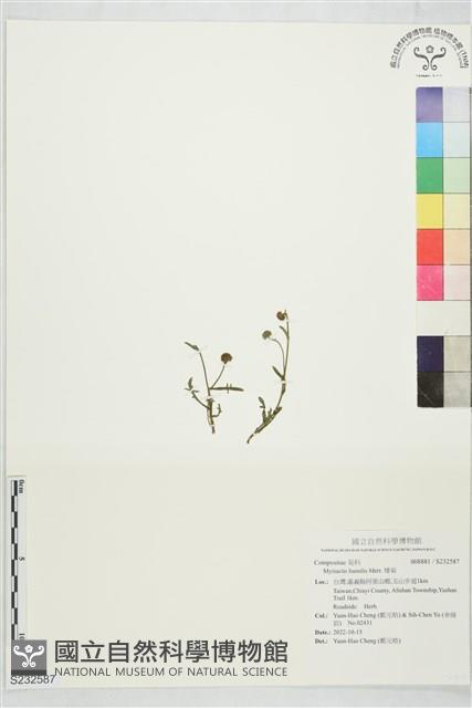 矮菊藏品圖，第1張