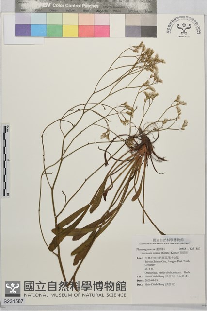 石蓯蓉藏品圖，第1張