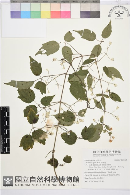 串鼻龍藏品圖，第1張