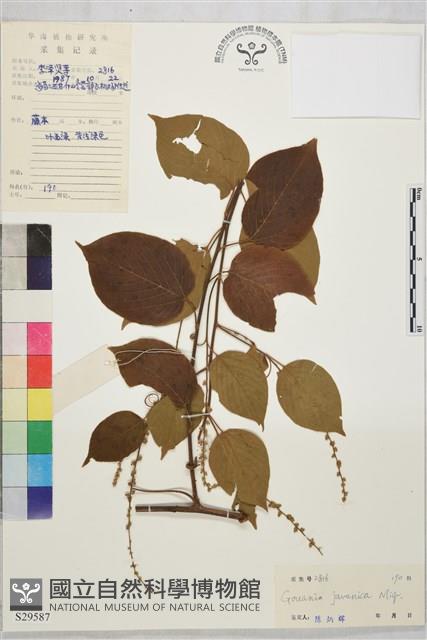 毛咀簽藏品圖，第1張