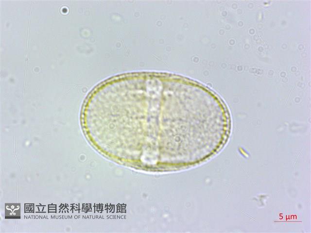 日本前胡藏品圖，第1張