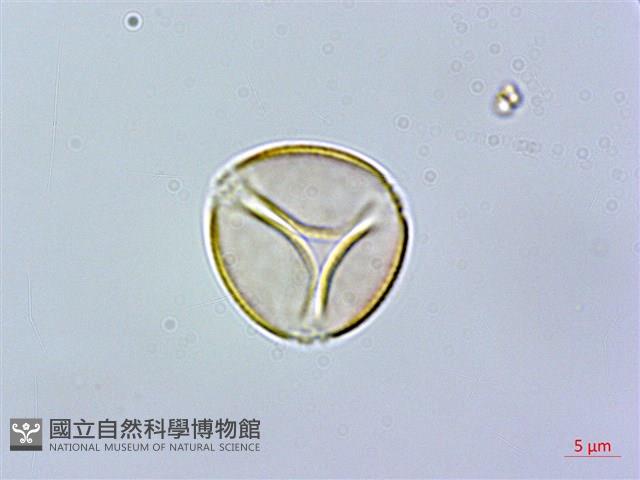 石吊蘭、吊石苣苔藏品圖，第1張