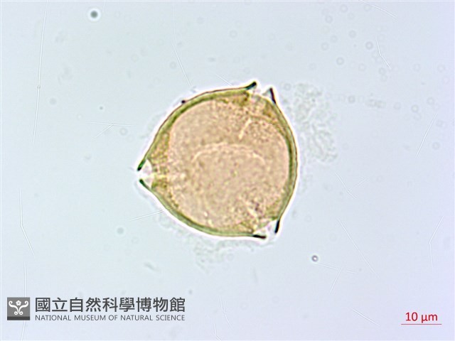 登錄號:S148296藏品圖，第2張