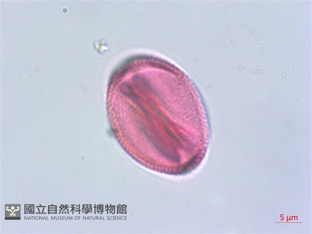 倒地蜈蚣藏品圖，第2張