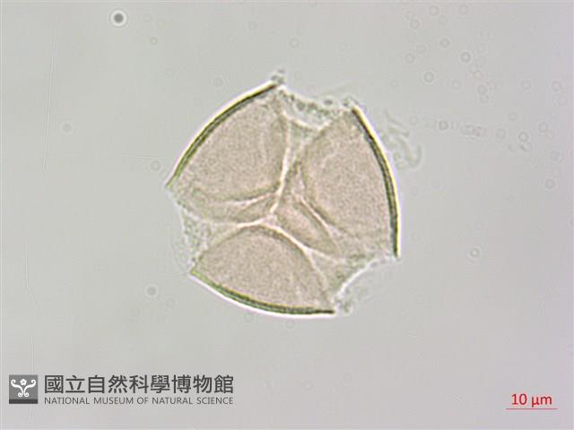 烏皮九芎、奮起湖野茉莉藏品圖，第2張