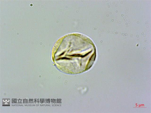 玉玲花、台灣異葉苣苔藏品圖，第1張