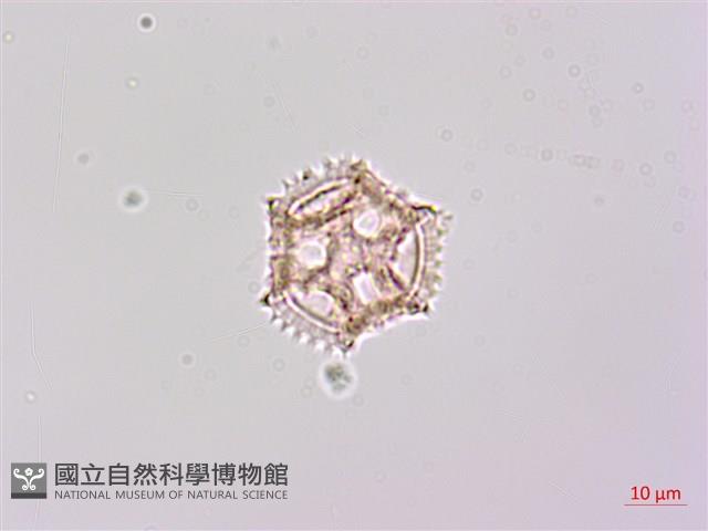 登錄號:S148266藏品圖，第1張