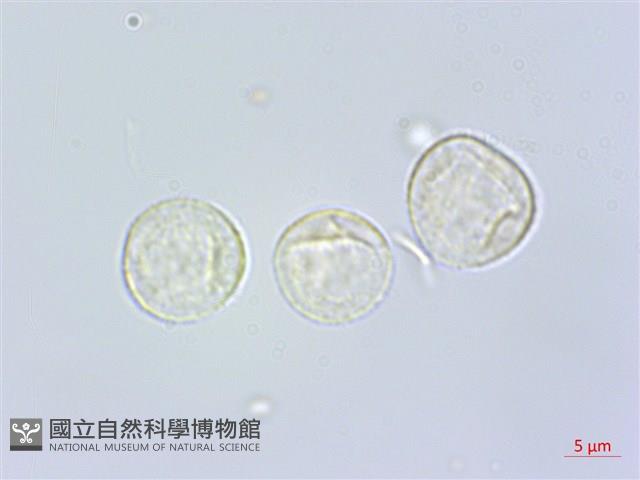 咬人狗藏品圖，第1張