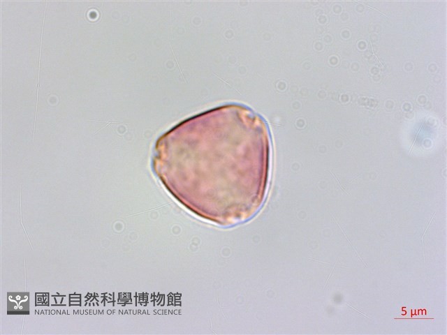 雀梅藤藏品圖，第1張