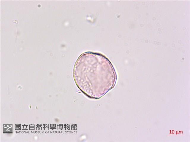 闊葉麥門冬藏品圖，第1張