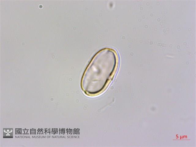 圓果秋海棠藏品圖，第2張