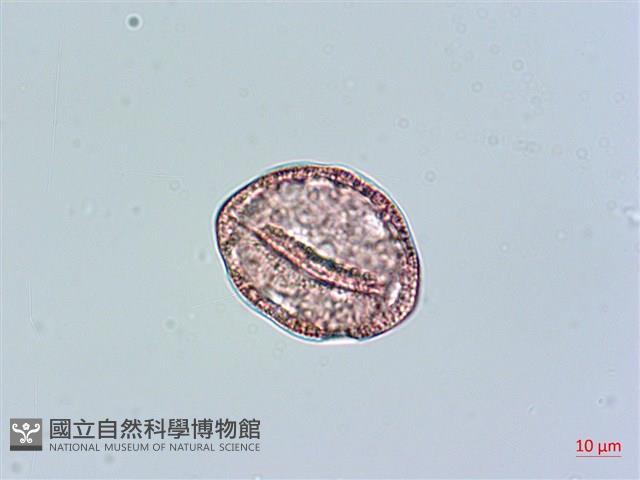 玉山卷耳藏品圖，第2張