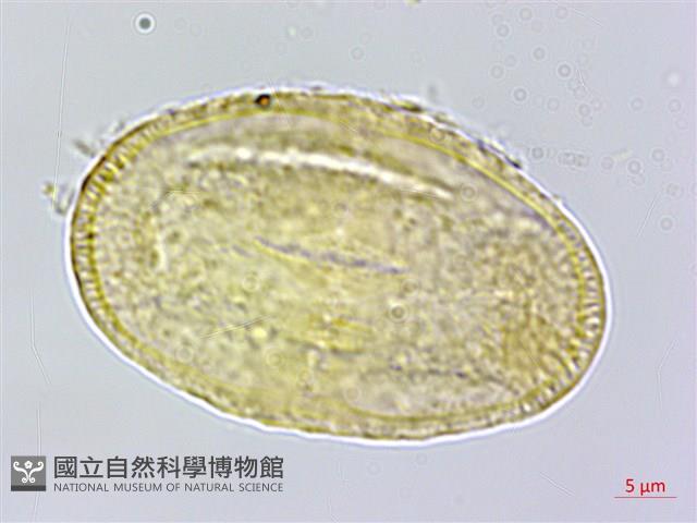 登錄號:S048676藏品圖，第1張