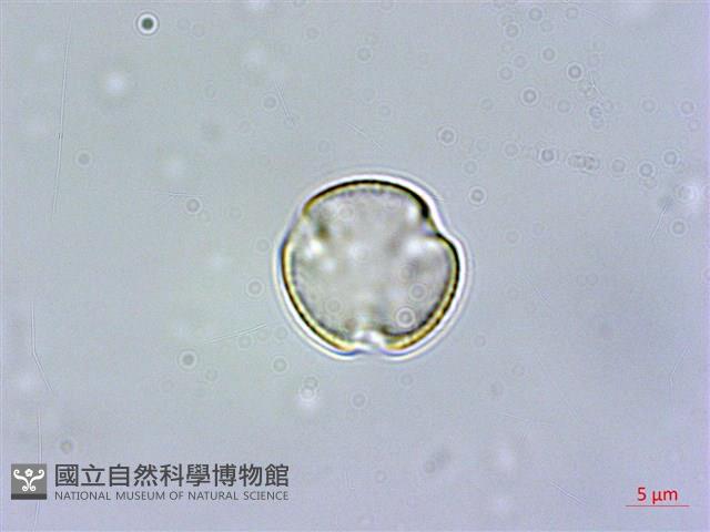 佩羅特木藏品圖，第1張