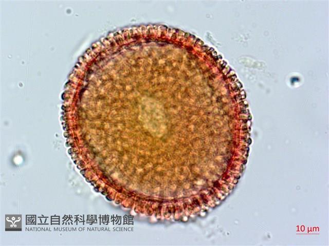 牻牛兒苗藏品圖，第1張