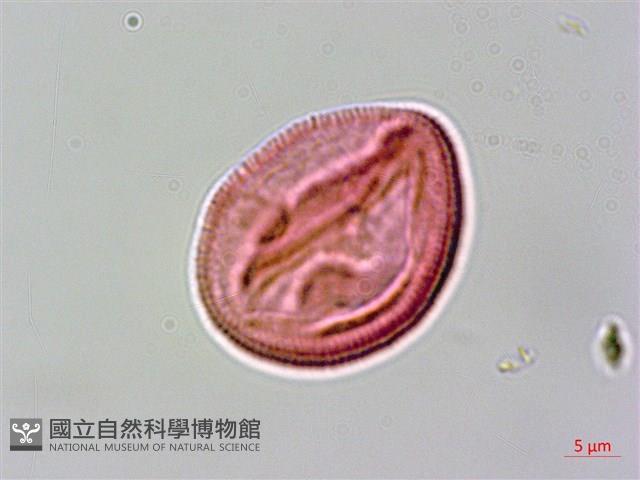 黃龍船花藏品圖，第1張