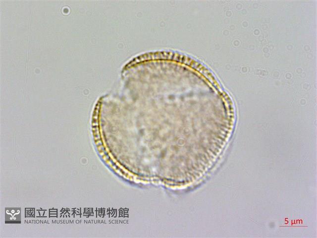 登錄號:S148286藏品圖，第2張