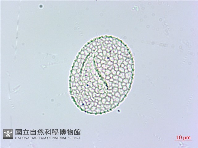 棣慕華鳳仙花藏品圖，第2張