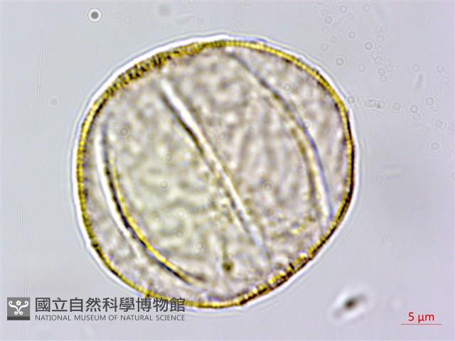 大苞偏穗花、大萼霜桂花藏品圖，第1張