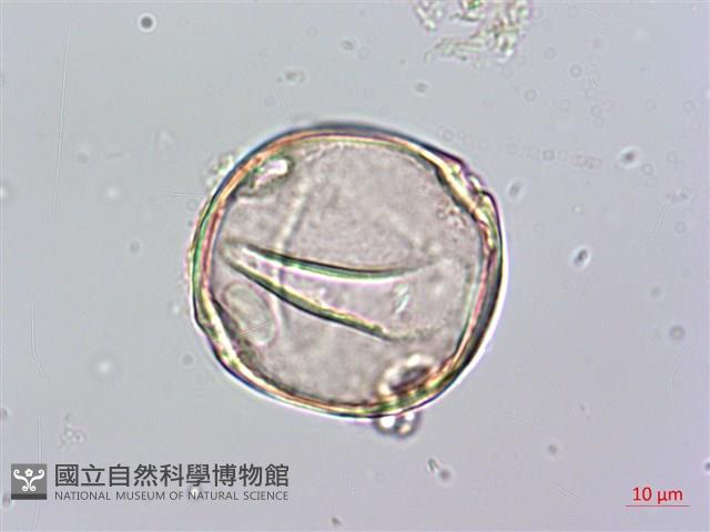 蘭嶼念珠藤藏品圖，第2張