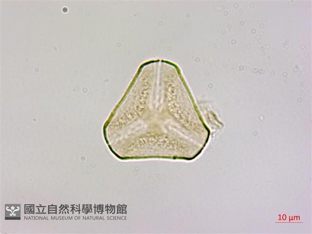 蓮華池桑寄生藏品圖，第1張