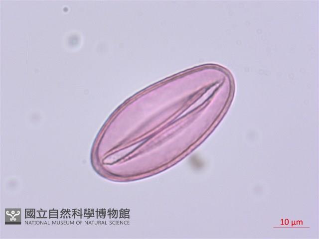 萎蕤藏品圖，第1張