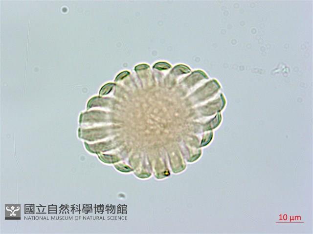 尾葉遠志藏品圖，第1張