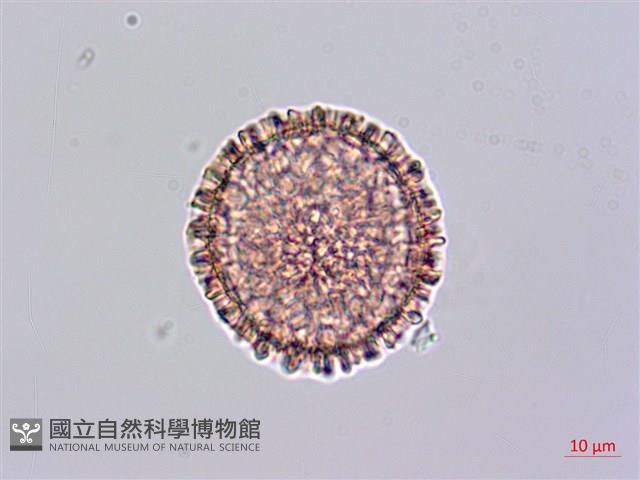火炭母草、清飯藤藏品圖，第1張