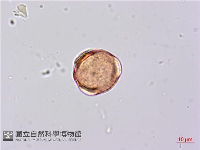 鐵掃帚、千里光藏品圖，第2張