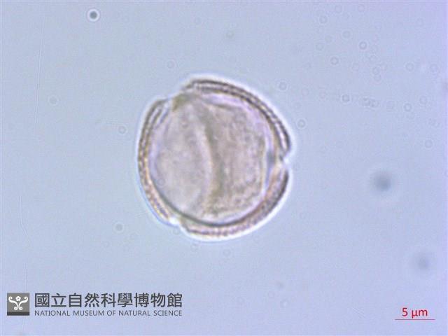 毛萼清風藤藏品圖，第1張