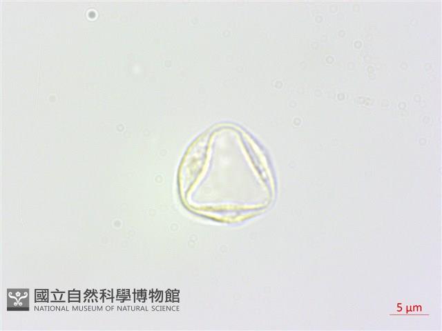 苧麻藏品圖，第1張