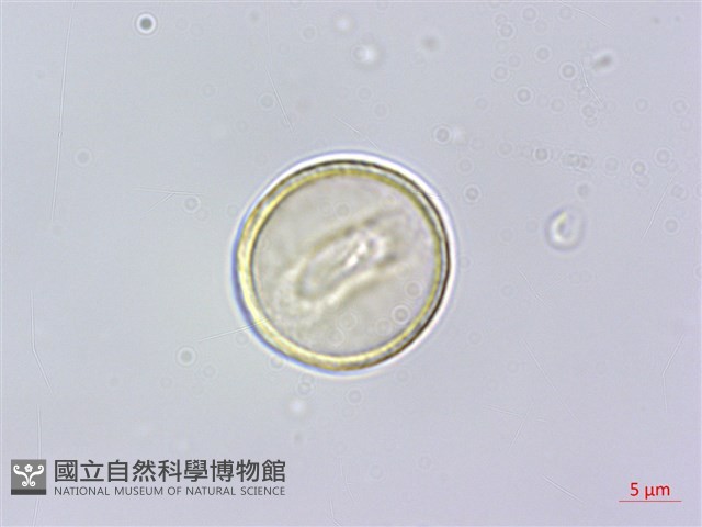 石月、橢圓葉石月藏品圖，第2張