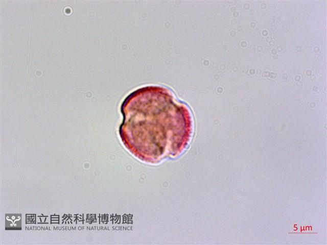 登錄號:S038912藏品圖，第1張