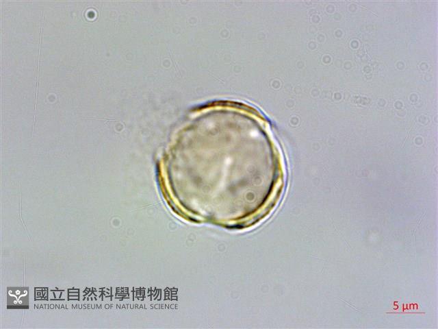 玉山佛甲草藏品圖，第2張