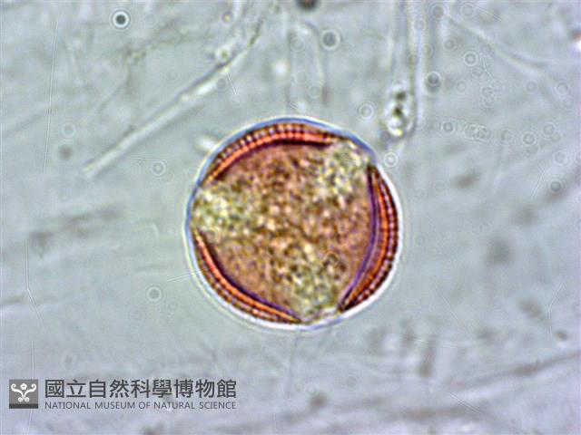 登錄號:S039952藏品圖，第2張