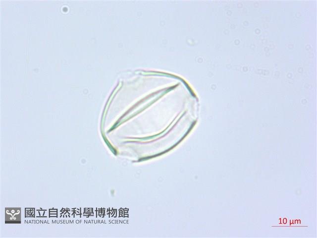單花錫杖花、臺灣錫杖花藏品圖，第1張