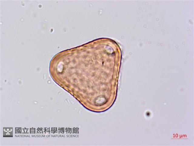 台灣山黑扁豆藏品圖，第1張