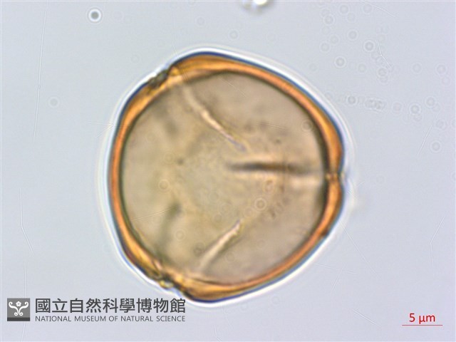 蘭嶼柿藏品圖，第1張