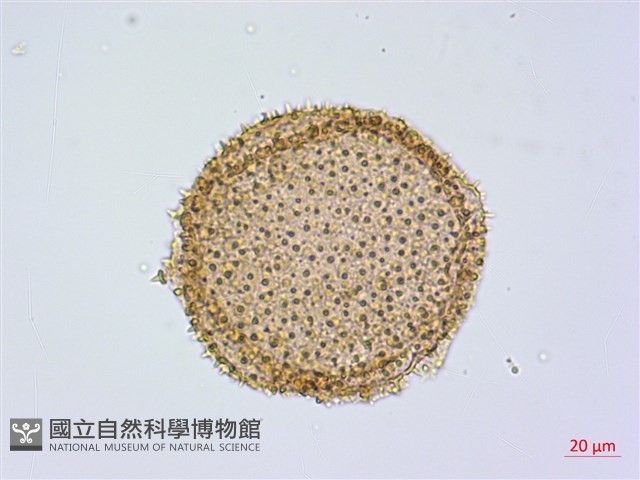 紅花青藤藏品圖，第1張