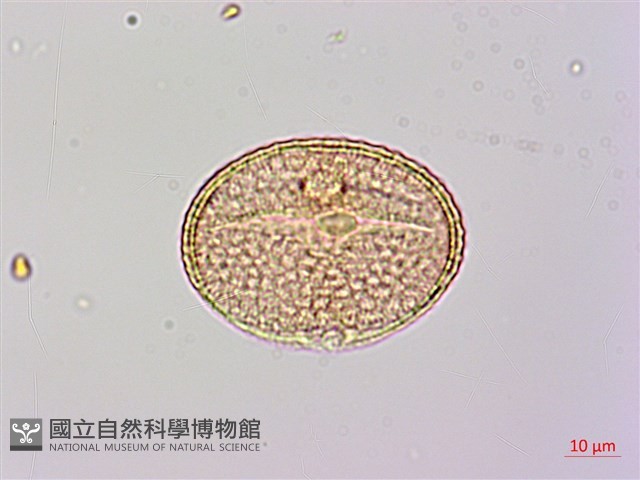 大葉捕魚木藏品圖，第1張